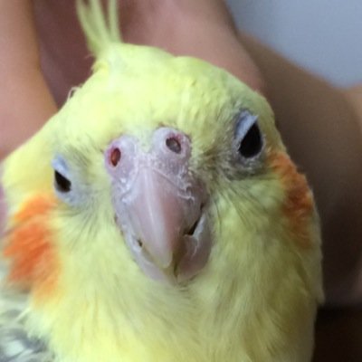呼び鳴きがヒドすぎオカメに飼われてます。基本無言フォロー。