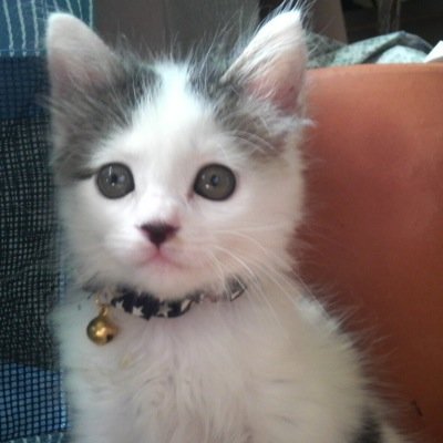 ゆきち 幸せを呼ぶ猫 V Twitter 籠の猫
