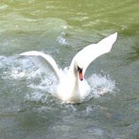Alaattin (@alaattindemirel) 's Twitter Profile