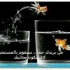 daleel569's profile picture. 