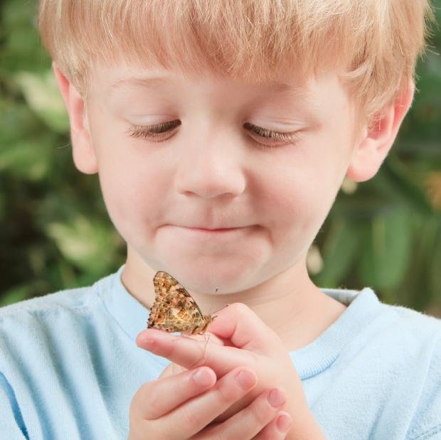 ButterflyABA's profile picture. Butterfly Effects is one of the nation’s leading providers of community-based ABA therapy services for individuals with autism and other related disorders