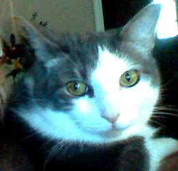 twitters of a fat cat