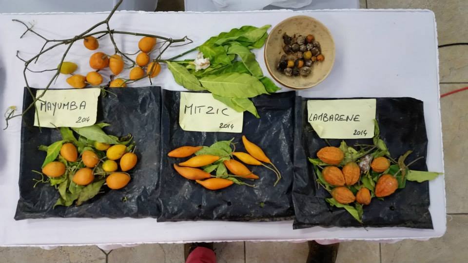 A ibogaína é um produto natural extraído da raiz de um arbusto, “Tabernanthe Iboga”, nativo da África Ocidental.