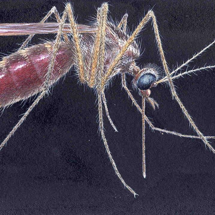 MosquitoScience's profile picture. Dedicated to environmentally responsible mosquito control solutions.  Tweets by jimc@springstar.net