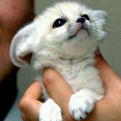 ~7 weeks old Fennec Fox~ ~TW only~ ~looking for a owner~