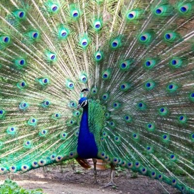 fengshuibylesia's profile picture. Feng Shui interior design service CHANGE YOUR LIFE CHANGE YOUR SPACE! for info or consultation contact elesia.carey@gmail.com