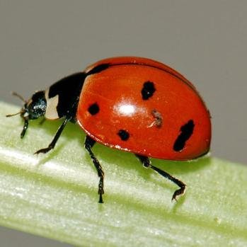 MelissaCave1's profile picture. 