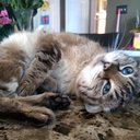 Meghan Budd - @Meghanstl - Twitter