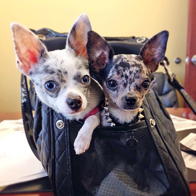 pixieandblitz's profile picture. Meet Pixie & Blitz, Instabuild's #officedogs! Follow them on Instagram, @instapup_pixie + @blitzthechi