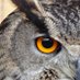Ann Bierd (@buddugbard) Twitter profile photo