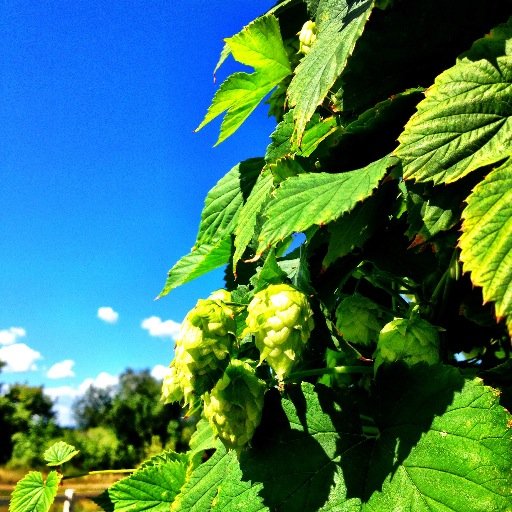 Making Beer Better, Making Better Beer, Making Beer in a better way. info@collaboratebrewing.com