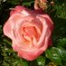 Diane Bissett (@mellowmoon10) Twitter profile photo