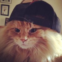 $waggy B (@burtwamfluffy) 's Twitter Profile