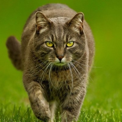 Im storm runner. Raised in a tribe, but got banished. Im nice but watch out i can be pretty mean at times. Mate:none Kits:none. #Tom #Loner