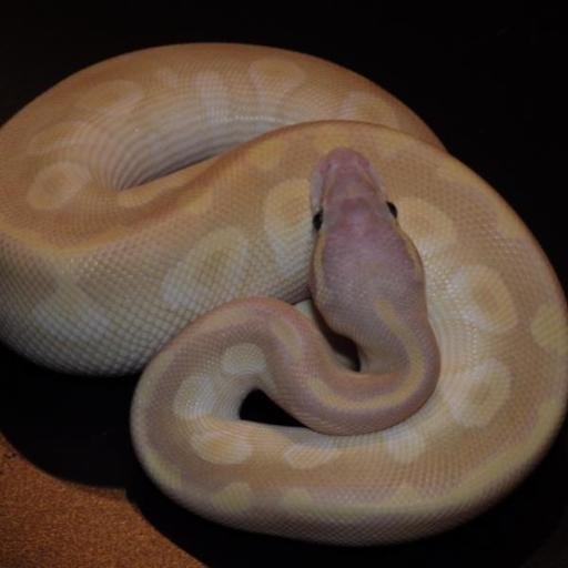 MsMorphs's profile picture. 