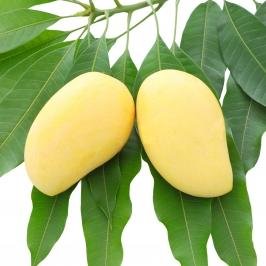 Analgésico, anti-inflamatorio y relajante de extracto de  mango verde