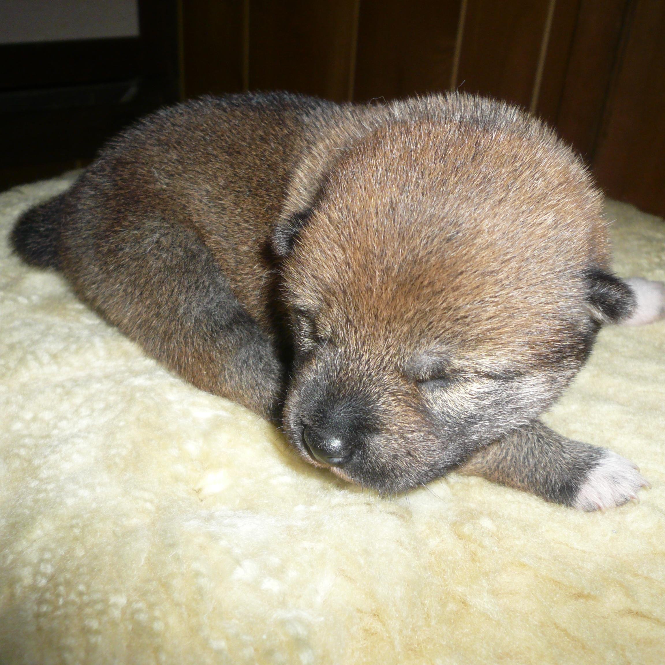生涯柴犬派の備中さにわ。有栖川作品とペルソナシリーズと討鬼伝が好き。呪…にうつつを抜かし中。↑20で古の夢女子と呼ばれる部類。あんまり呟きません。
べった https://t.co/yWdRlbnHur