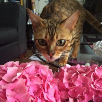 Sukis_Diary's profile picture. I am a happy little Bengal kitten :) @Phoebe_Diary is my sister :)