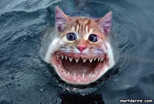 Je follow back tout le temps / I follow back everytime. Envoyez moi un mp si vous followez et moi pas