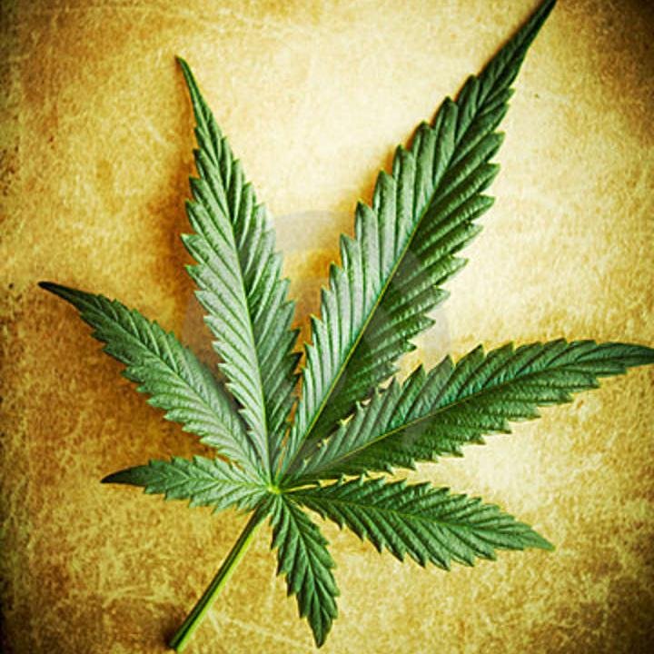 For people wanting to learn more information about marijuana to share with the rest of the world. Facts everyone should know about cannabis.