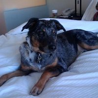 Sid (RIP) (@sidthecatahoula) 's Twitter Profile
