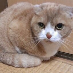 🐮
クレビ🐝が好き