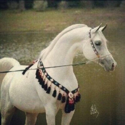 لآتحب أحداً لآتستطيع الوفآء له فتَگسر وَ تُگسر !
