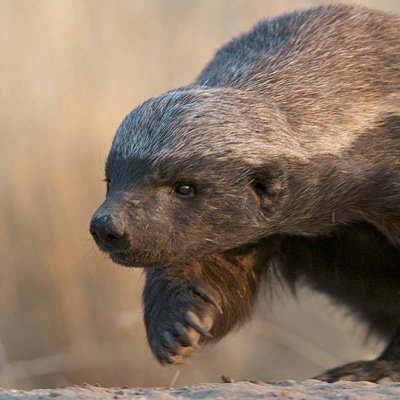 h0neybadger_732's profile picture. GT: h0neybadger732 -Unbound Gaming-