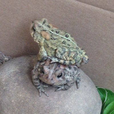 JustThatToad's profile picture. 