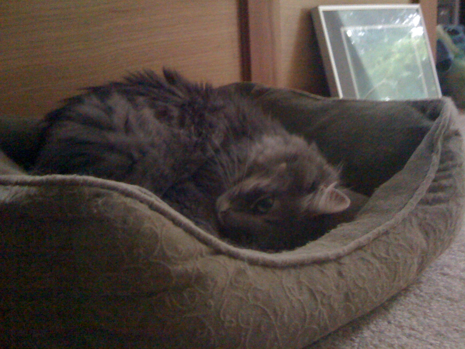 Inara06's profile picture. GRMPYgrl08's Cat