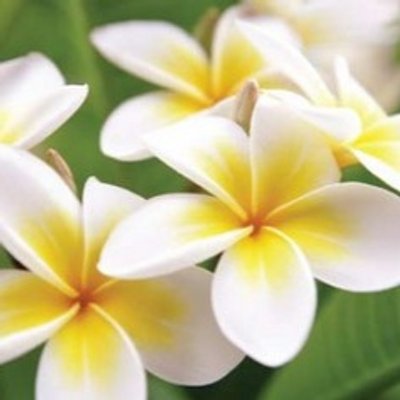 Profile Picture of Erin (@MrsMoores1) on Twitter