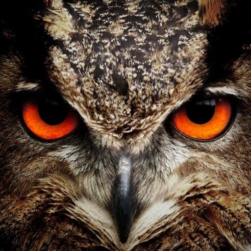 The wisest of wisdom brought to you by the wisest of owls.