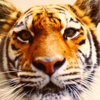 DW (@dw_mcc) 's Twitter Profile