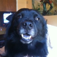 A5 ジ (@waigeo_) 's Twitter Profile