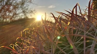 violetsNlions's profile picture. I'll sleep when I'm dead.