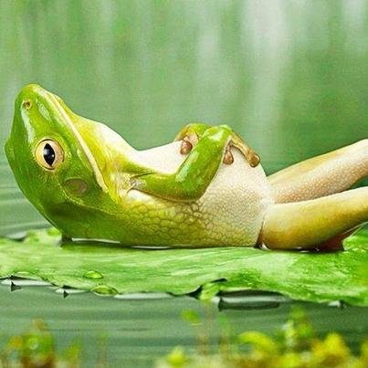 Laazyyfrogg's profile picture. 