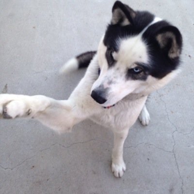 Woof! Woof!