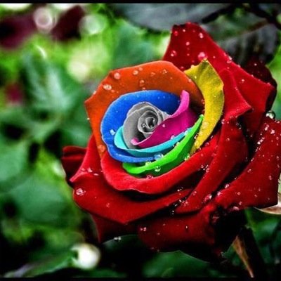 SepidehPc3's profile picture. 