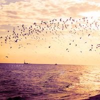 fatima2014335's profile picture. ﺣِﻜَﺎﻳﺔ تبدأ ؛ ﻭَ ﺍُﺧَﺮﻯّ تنتهي ؛ ﻵ ﺷِﻲﺀّ ﻳُﺨﻠَﺪ ؛ ﻭَ
 ﺍﻸﻳَﺎﻡ ﺗَﻤﻀِﻲ ﻭَﺧَﻠﻒ ﺗَﻠﻚَ ﺍﻟﺴَﻤﺎﺀ ﺃﺣَﻼَﻣُﻨﺎ ؛ ﻭَ
 ﺭَﺏّ ﺍﻟﺴَﻤﺎﺀ ﻛَﺮﻳﻢّ..!!