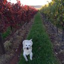 Callan Randall - @cal_randall11 - Twitter