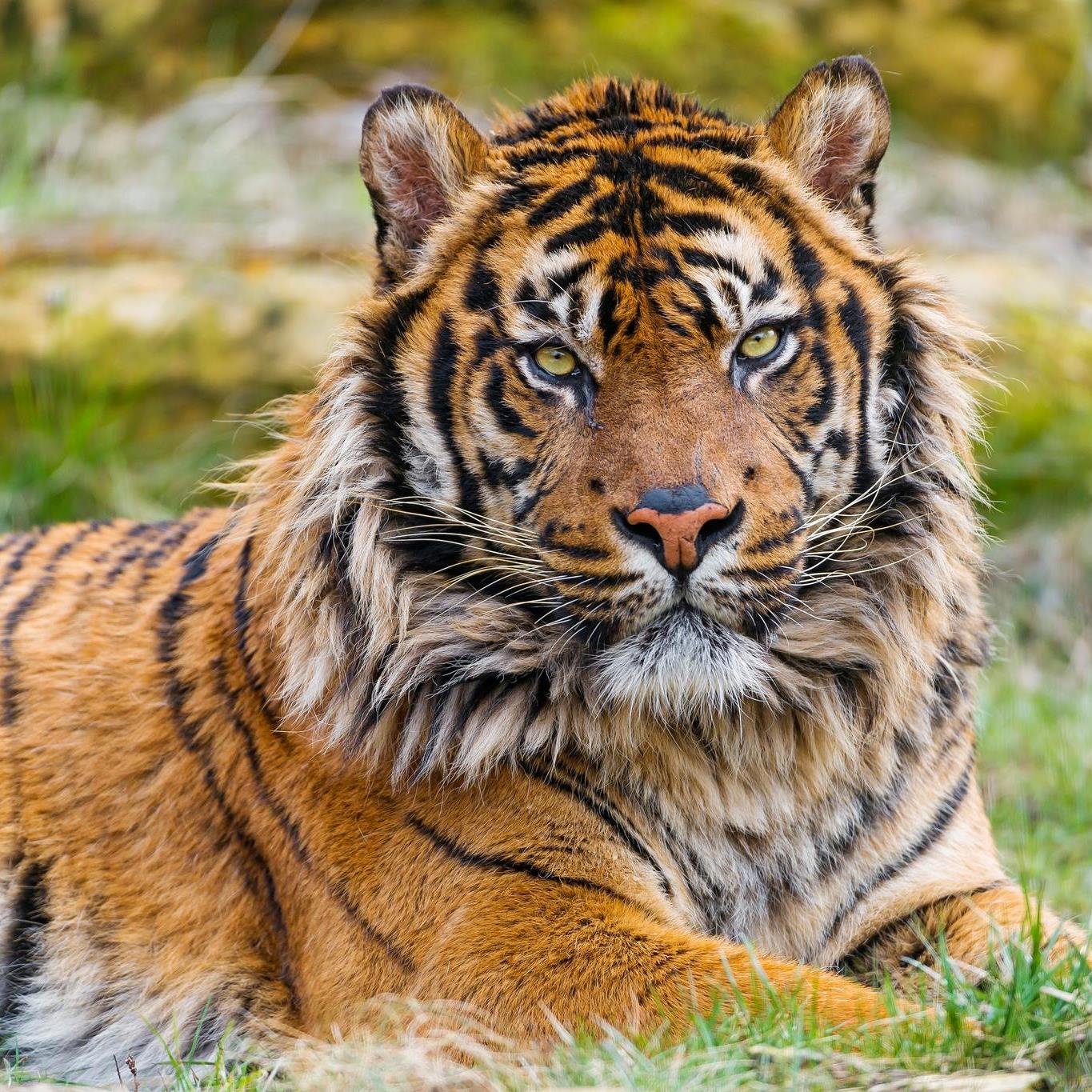 IonescuMihai4's profile picture. 