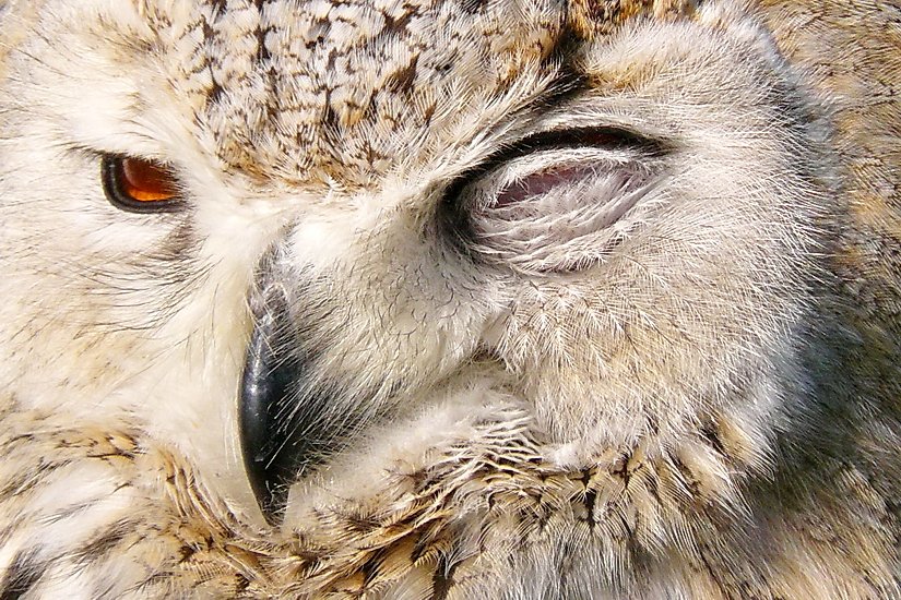 Gedreven natuurfotografe, altijd op pad om juist die ene speciale foto te maken.
Macro, vlinders, libellen en veel natuur.