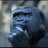 ivanzzillo_'s profile image