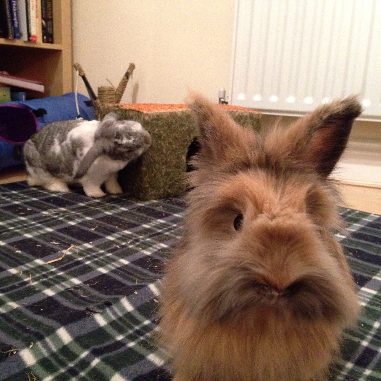 I'm Abby! Sisfur to JP, who I sometimes let tweet, & the late Dotty (OTRB 26.02.13 #nosewiggle).