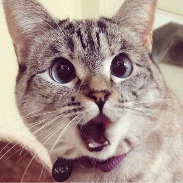 menetigycoma's profile picture. とにかく、猫ちゃん大好きです！私も好きって言う人はRTお願いしますね。