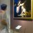 DryphotoArte's profile image