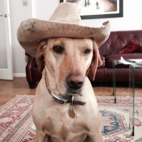 Biscuit the Dog(@biscuitthedog2) 's Twitter Profile Photo