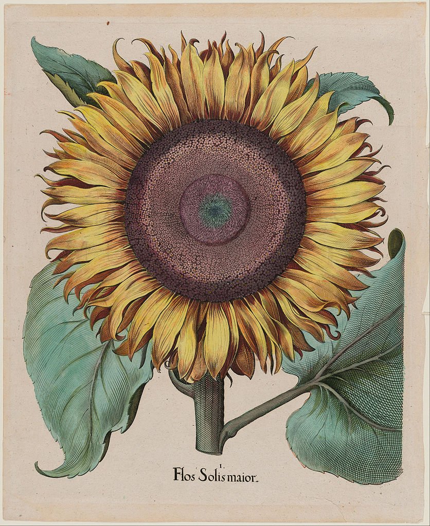 Girasol Press