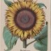 Girasol Press (@girasolpress) Twitter profile photo Girasol Press (@girasolpress) Twitter profile photo