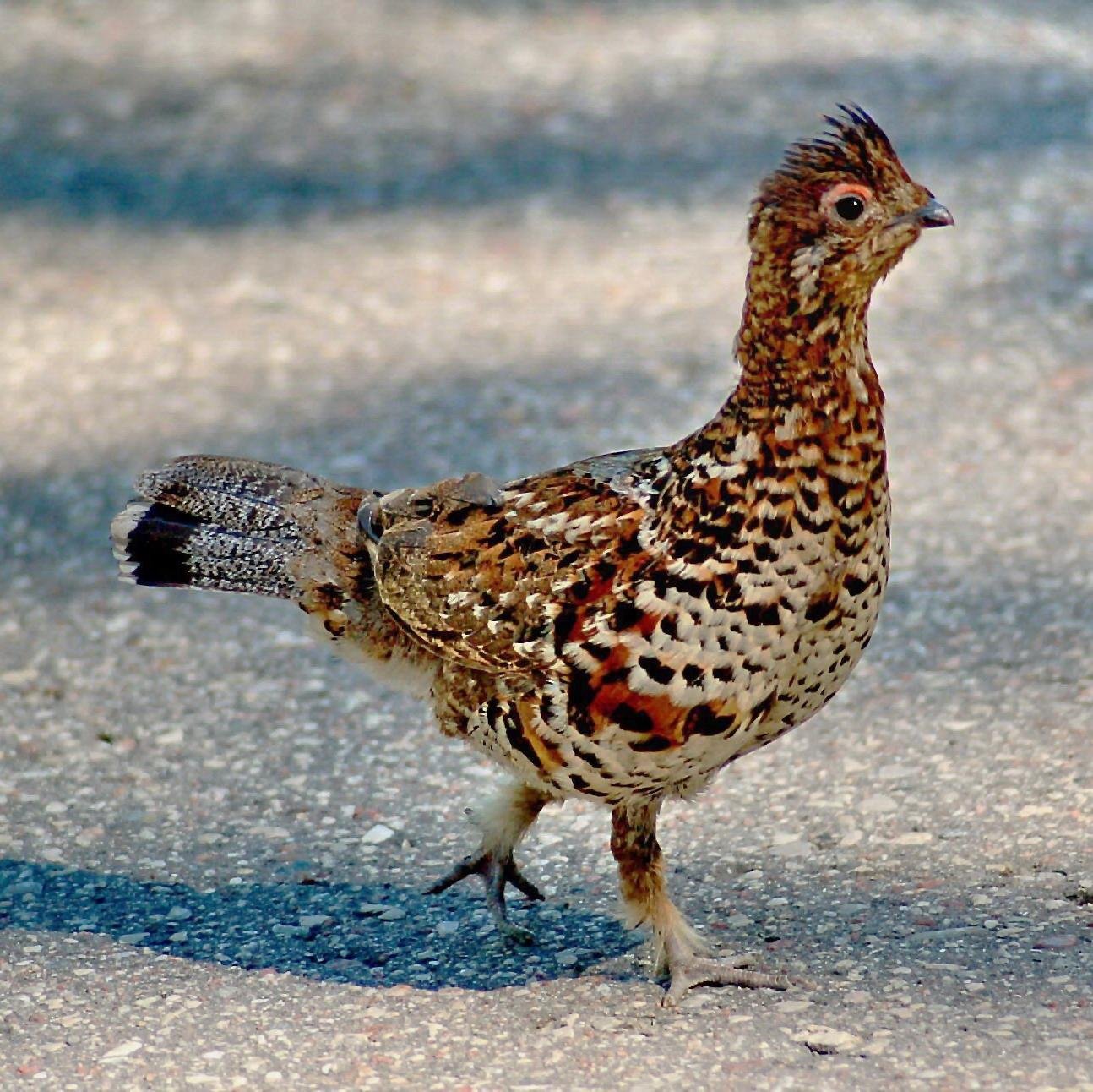 Hara_Dzive's profile picture. Haribo maziņais- uķi, puķi.